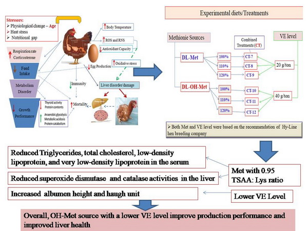 Methionine and vitamin E.jpg