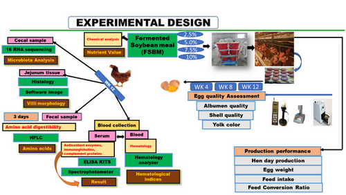 Fermented Soybean Meal-1.png