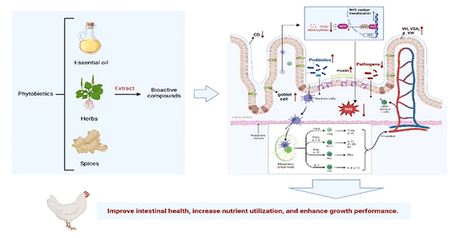 Phytobiotics-英文网站正文.png