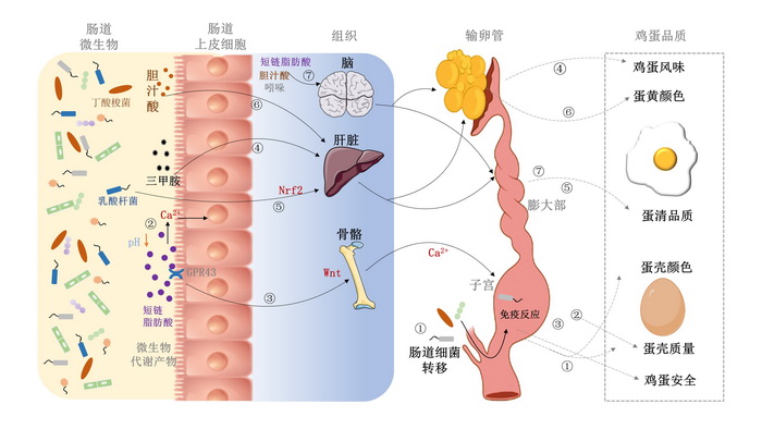 蛋鸡肠道微生物-所网正文.jpg