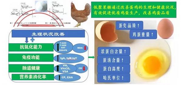 低聚果糖-所网正文.jpg