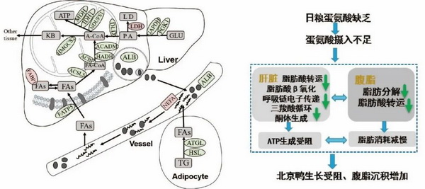 研究揭示蛋氨酸调控北京鸭脂肪代谢与沉积的分子机制-正文.jpg