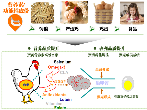 鸡蛋品质-所网.png