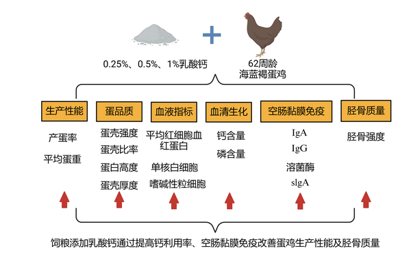 乳酸钙-所网.png