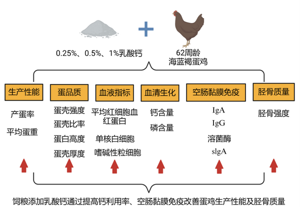 老龄蛋鸡-所网.png