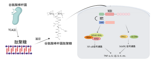 谷氨酸棒杆菌肽聚糖-所网.png