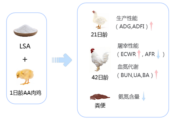 克鲁斯假丝酵母-所网.png