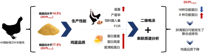 低蛋白-所网.png