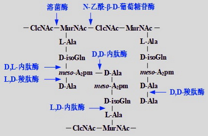 32 胞壁酰二肽.jpg