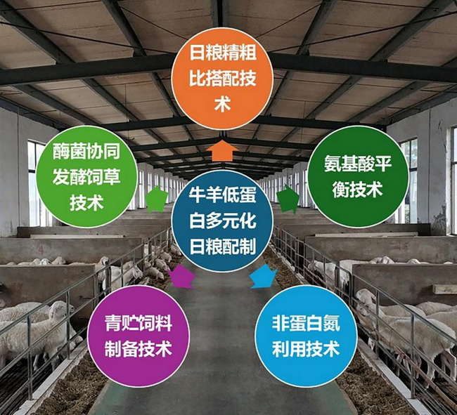 09 低蛋白多元化饲料.jpg