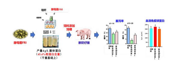 26 抗腹泻酵母菌.jpg