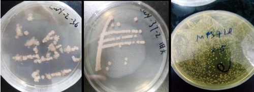 14 菌酶协同菜籽粕.jpg