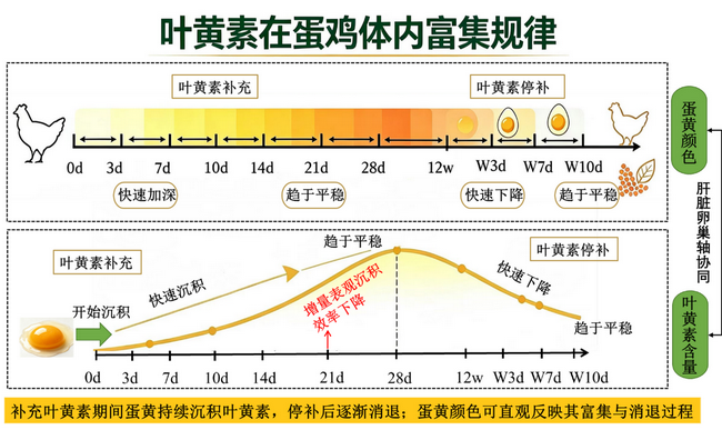 叶黄素体内-高 所网.png