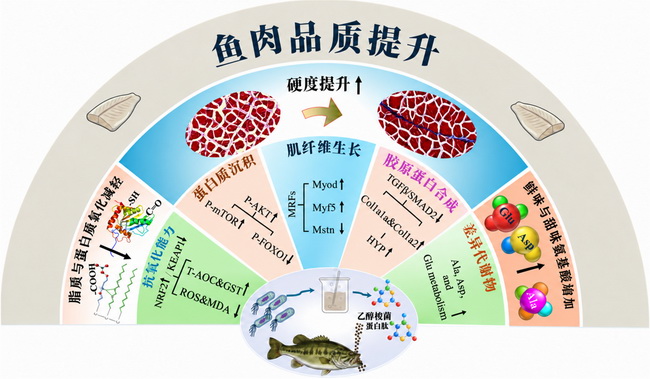 乙醇梭菌蛋白酶-所网.jpg